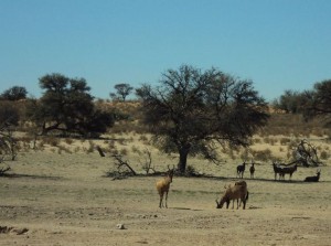 Why visit Kgalagadi? South Africa Travel